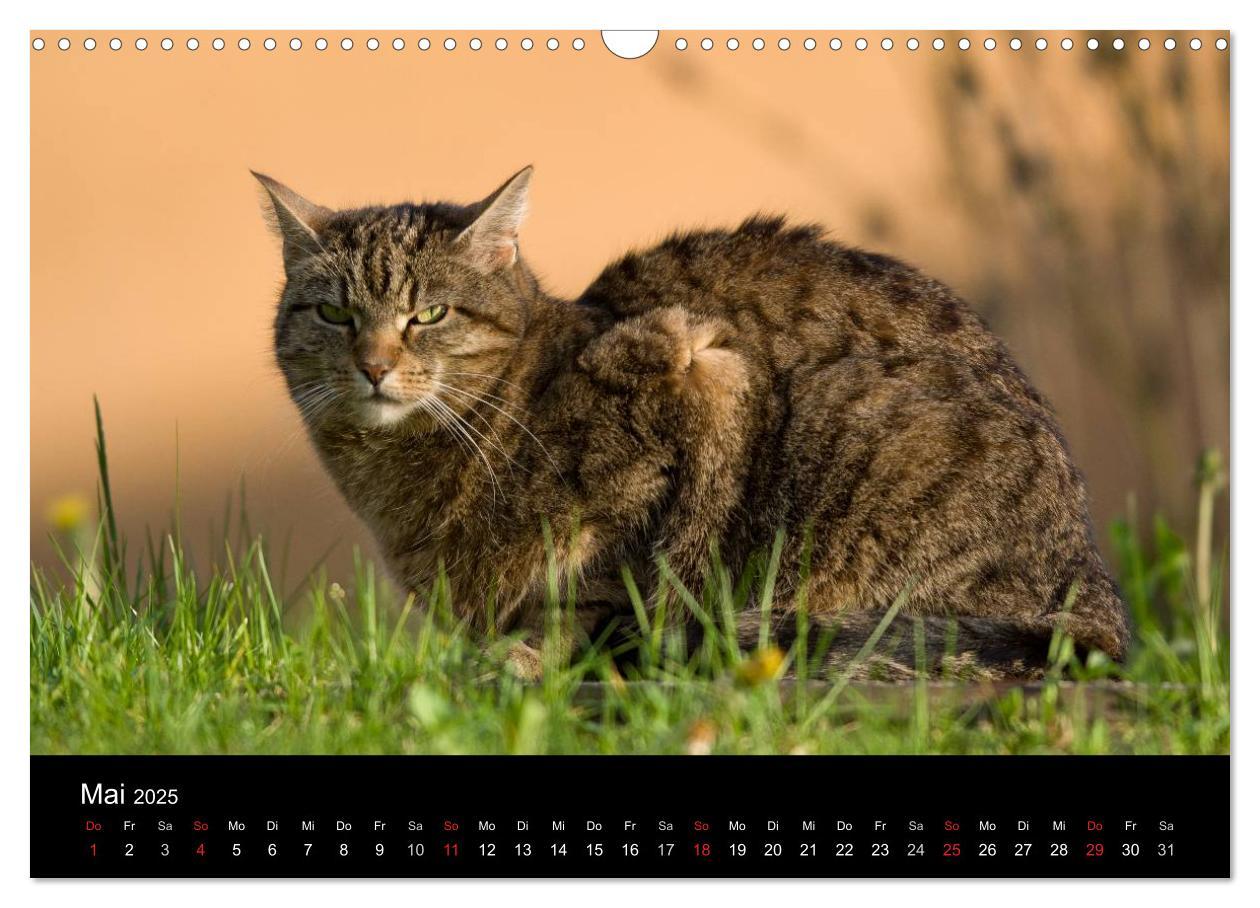 Bild: 9783435537532 | Freigänger - Hauskatzen unterwegs (Wandkalender 2025 DIN A3 quer),...