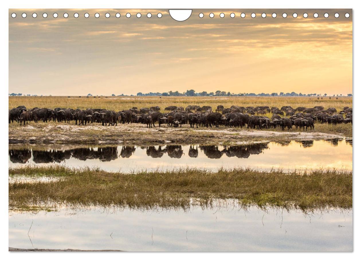 Bild: 9783435373024 | Chobe River - Eine spannende Flussfahrt in Botswana (Wandkalender...