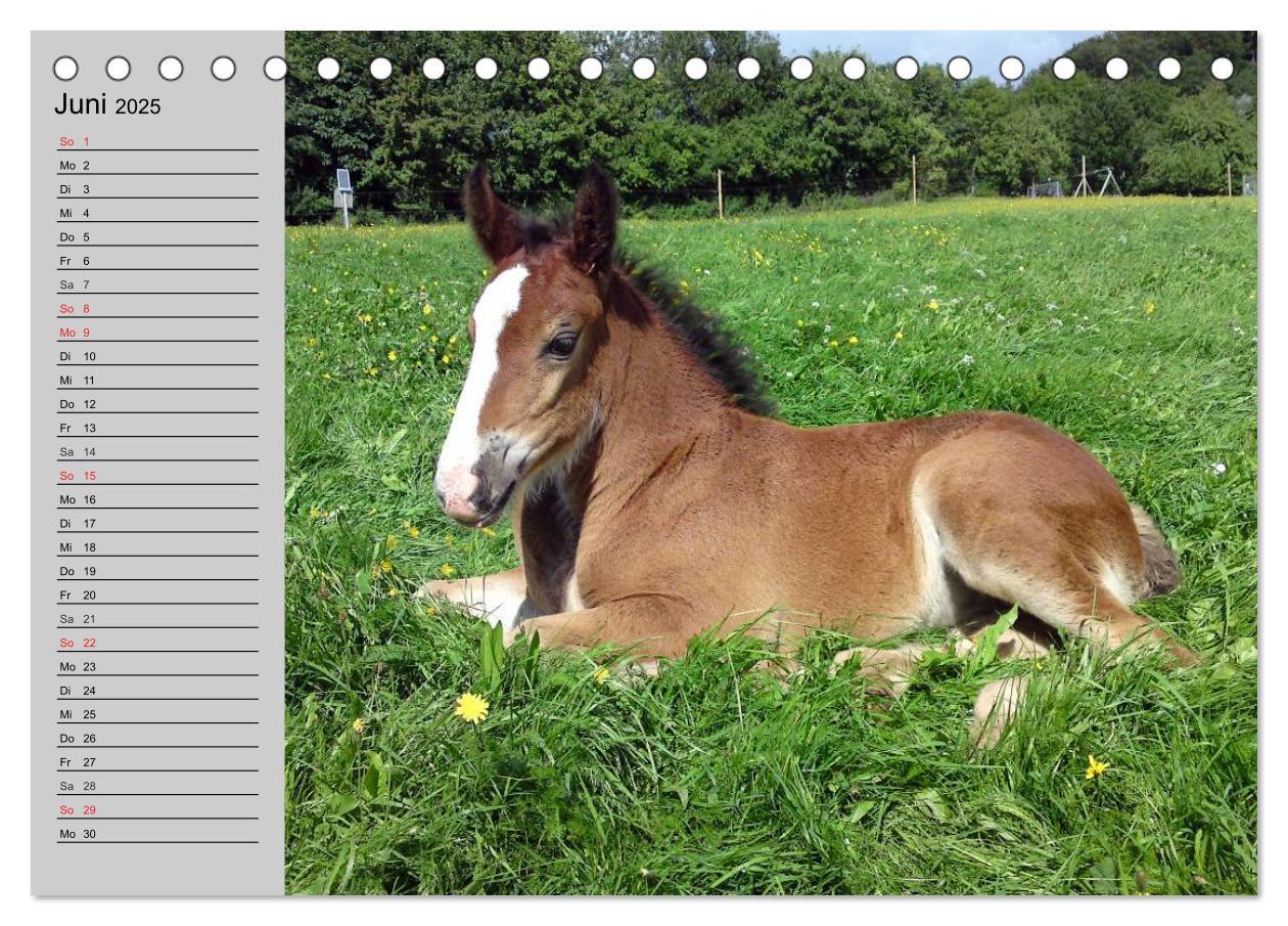 Bild: 9783435534067 | Das Shire Horse. Impressionen (Tischkalender 2025 DIN A5 quer),...