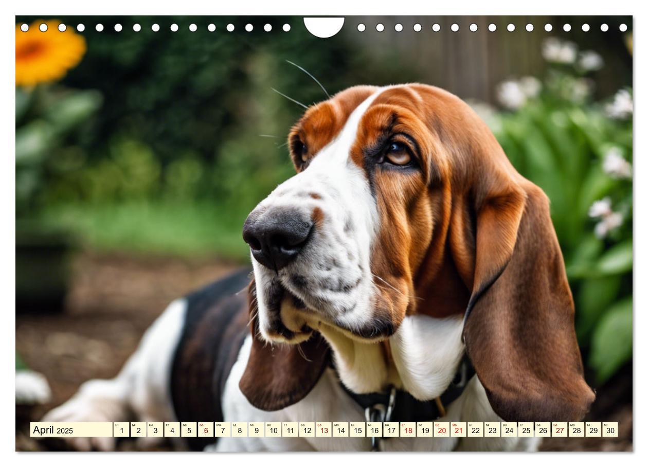 Bild: 9783457054208 | Basset Hound - unverkennbar (Wandkalender 2025 DIN A4 quer),...