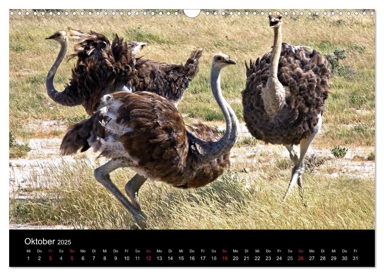 Bild: 9783435777280 | Namibias Tiere: von groß bis klein (Wandkalender 2025 DIN A3 quer),...