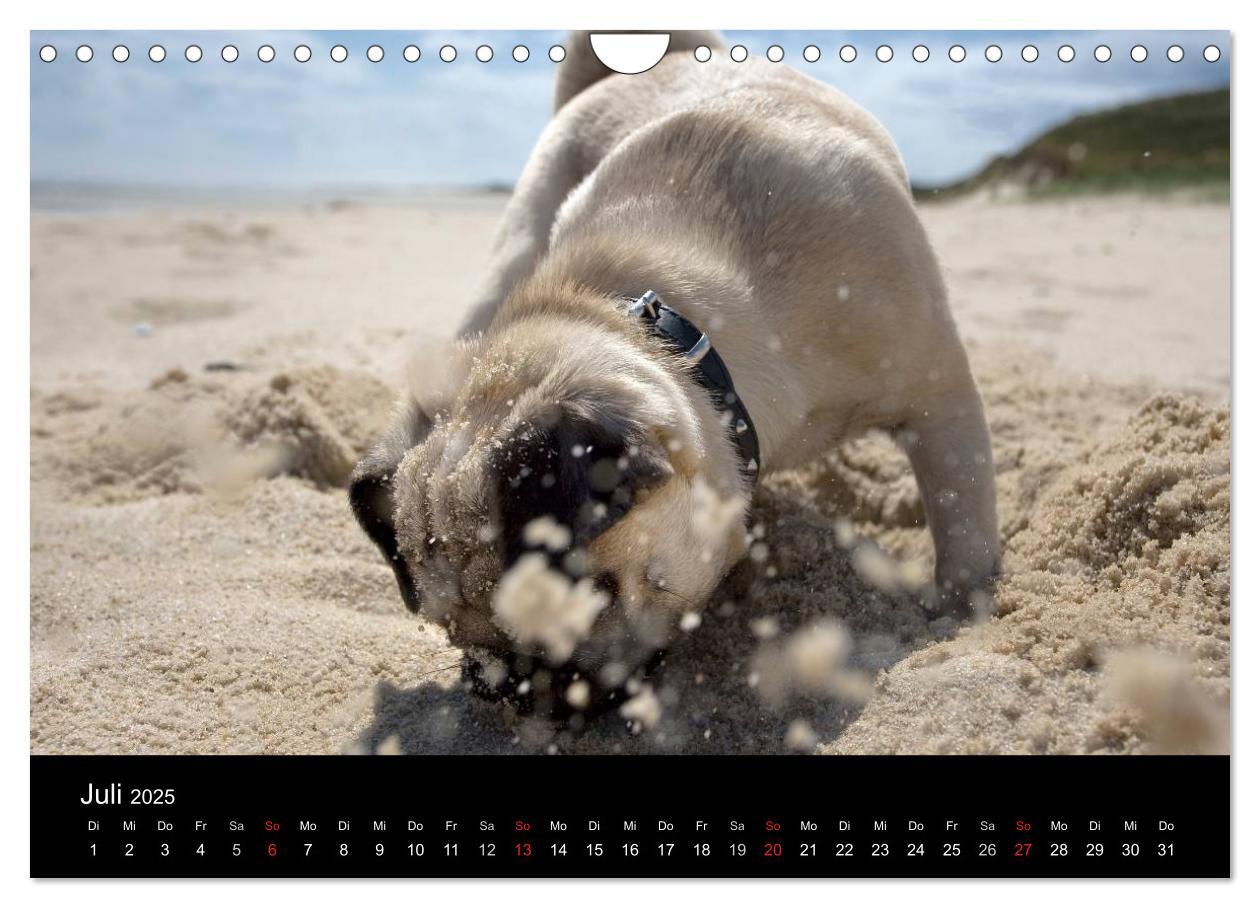 Bild: 9783435818198 | Mops 2025 (Wandkalender 2025 DIN A4 quer), CALVENDO Monatskalender