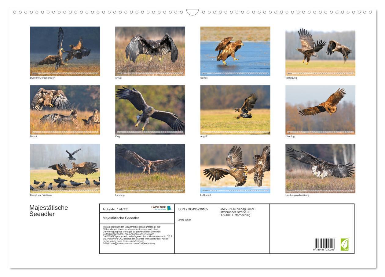 Bild: 9783435230105 | Majestätische Seeadler (Wandkalender 2025 DIN A2 quer), CALVENDO...