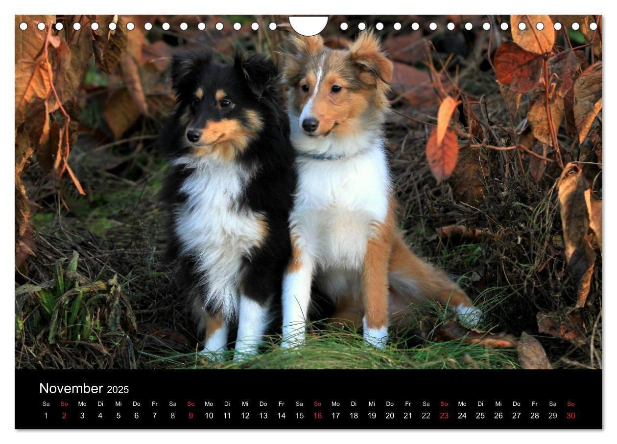 Bild: 9783435752720 | Shelties 2025 (Wandkalender 2025 DIN A4 quer), CALVENDO Monatskalender