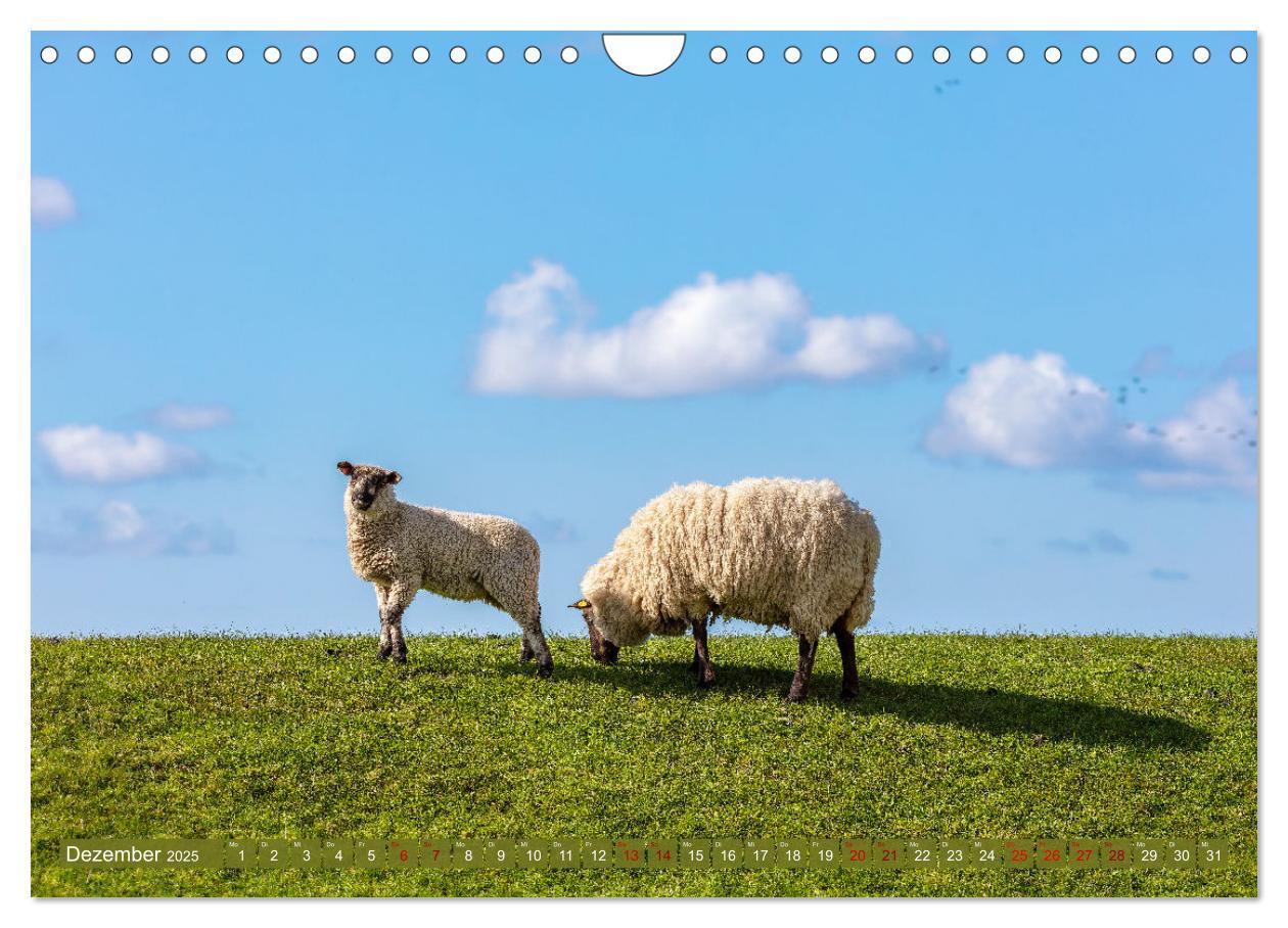 Bild: 9783383966699 | Die Deichschafe. Deichpflege an der Nordsee (Wandkalender 2025 DIN...