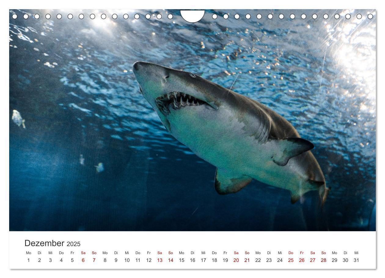 Bild: 9783435001453 | Haie - Könige der Meere. (Wandkalender 2025 DIN A4 quer), CALVENDO...