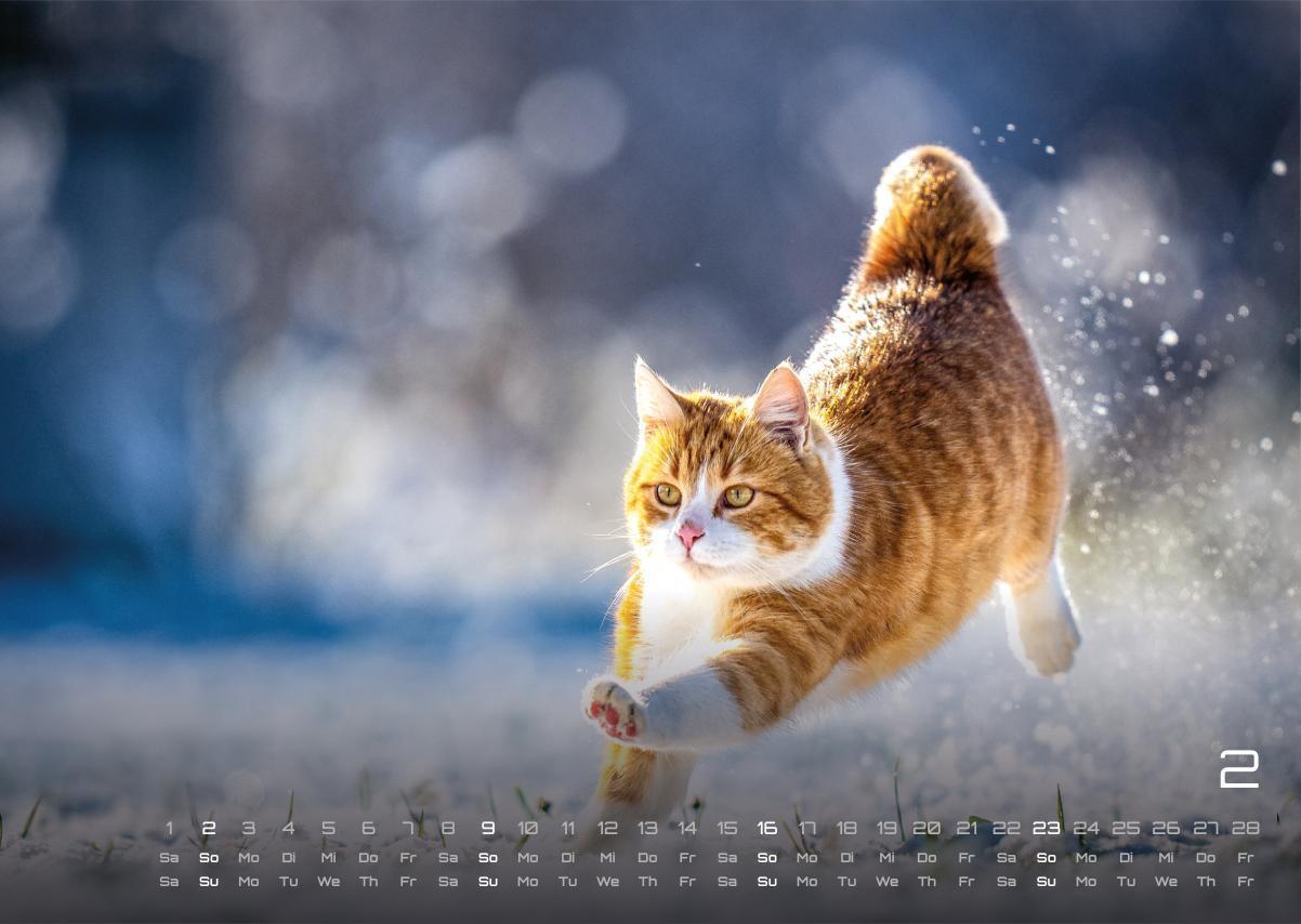 Bild: 9783986733865 | Miau - Unsere Stubentiger - Der Katzenkalender - 2025 - Kalender...