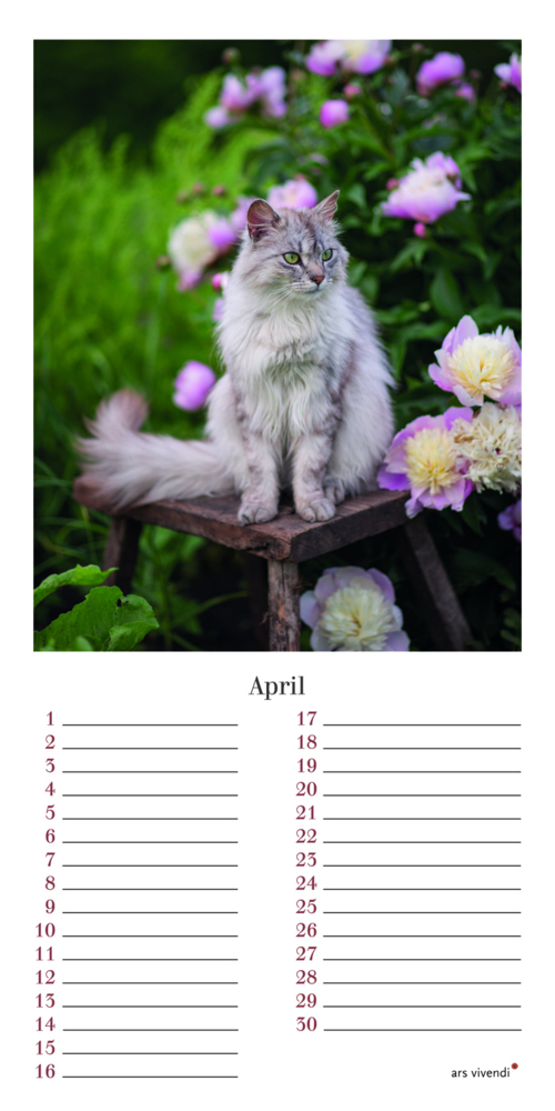 Bild: 9783747203958 | Geburtstagskalender Katzen | Immerwährender Kalender | Verlag | 12 S.