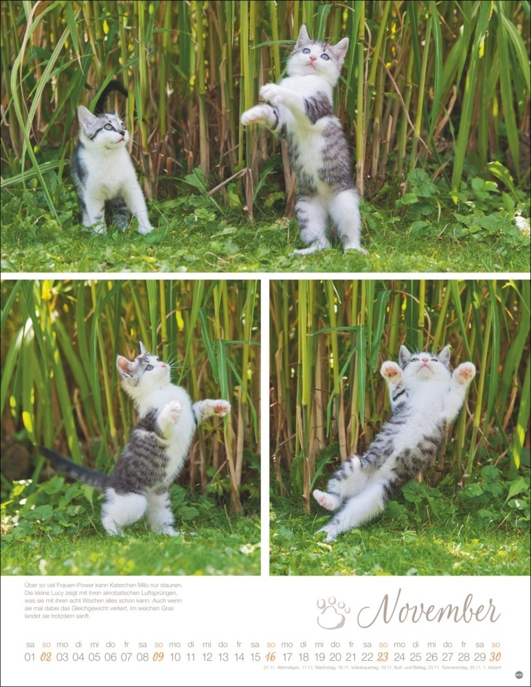 Bild: 9783756405305 | Katzenkinder Posterkalender 2025 | Monika Wegler | Kalender | 14 S.