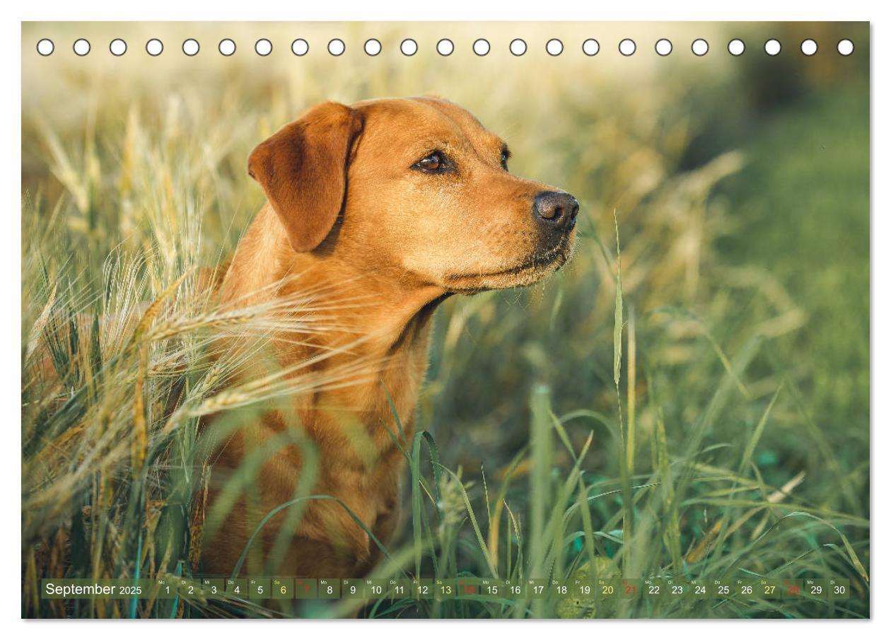 Bild: 9783435313754 | Faszination Labrador - gelb, foxred, schwarz (Tischkalender 2025...