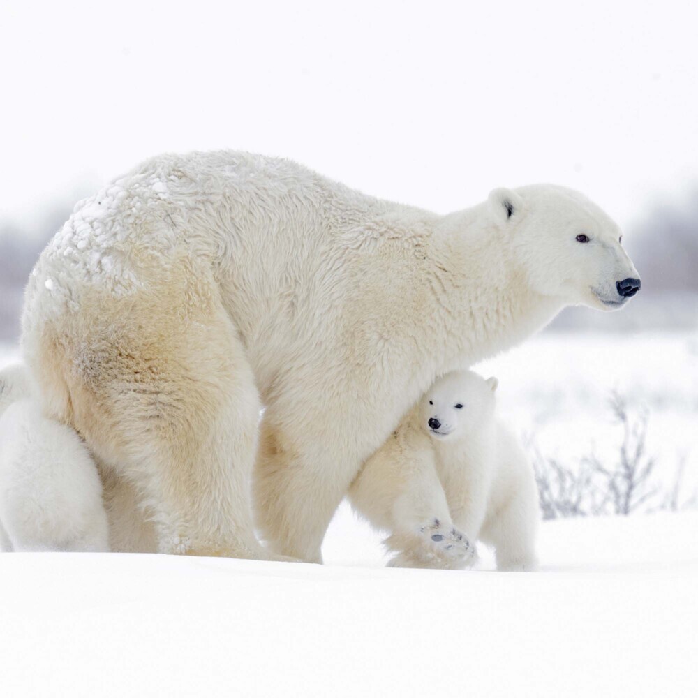 Bild: 9783959294638 | Polar Bears/Eisbärchen 2025 | Kalender 2025 | Kalender | Drahtheftung