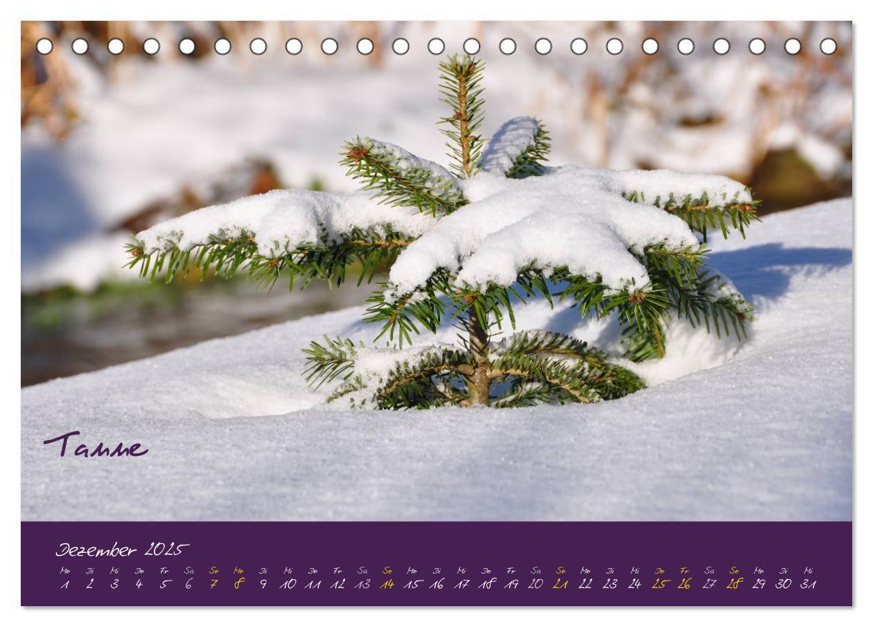 Bild: 9783435704460 | Heilkräuterkalender (Tischkalender 2025 DIN A5 quer), CALVENDO...