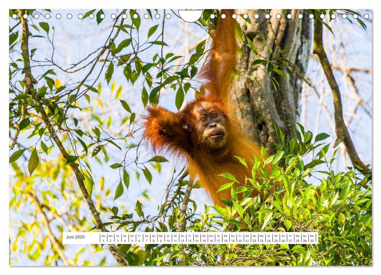 Bild: 9783457150726 | Gunung Leuser Nationalpark und seine Orang Utans (Wandkalender 2025...