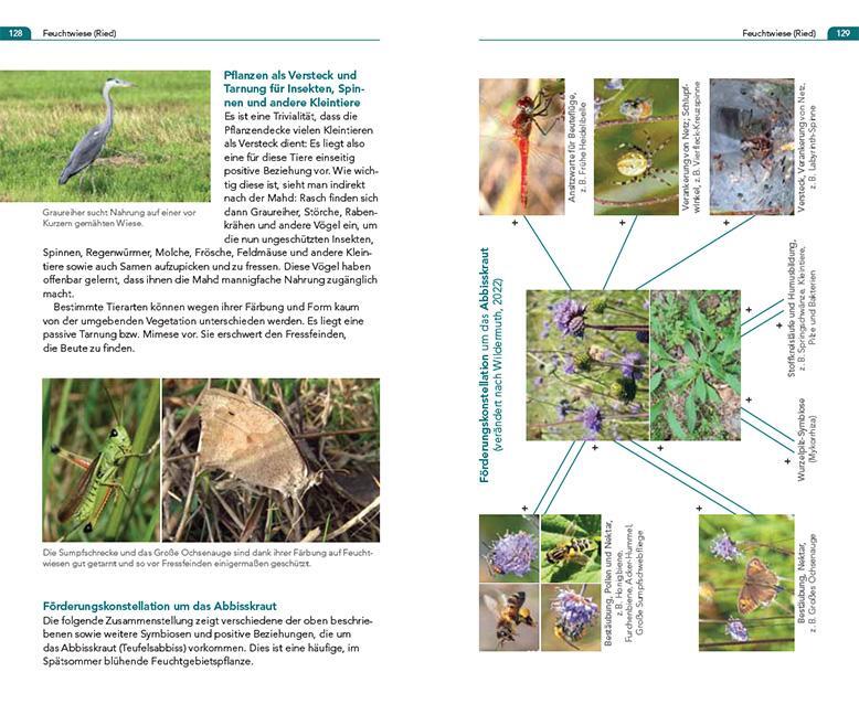 Bild: 9783258083629 | Symbiosen beobachten | Andreas Gigon (u. a.) | Taschenbuch | 208 S.