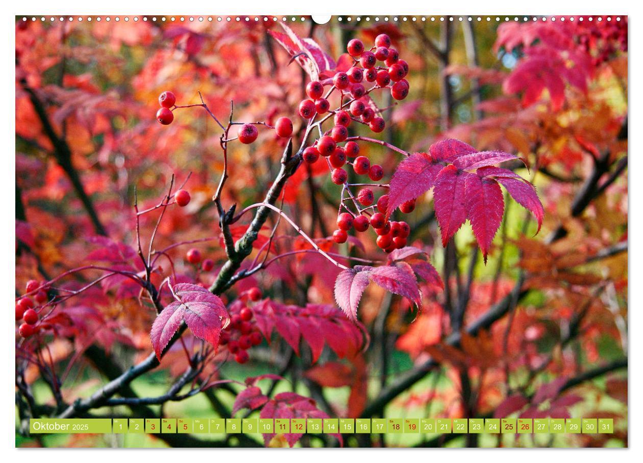 Bild: 9783383996276 | Natur, die bezaubert (Wandkalender 2025 DIN A2 quer), CALVENDO...