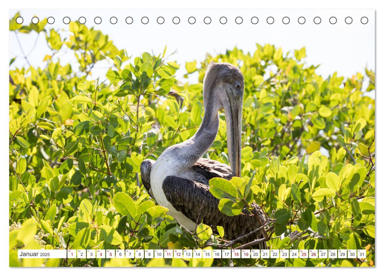 Bild: 9783435321148 | Galapagos-Inseln - Ein Paradies für Tiere (Tischkalender 2025 DIN...