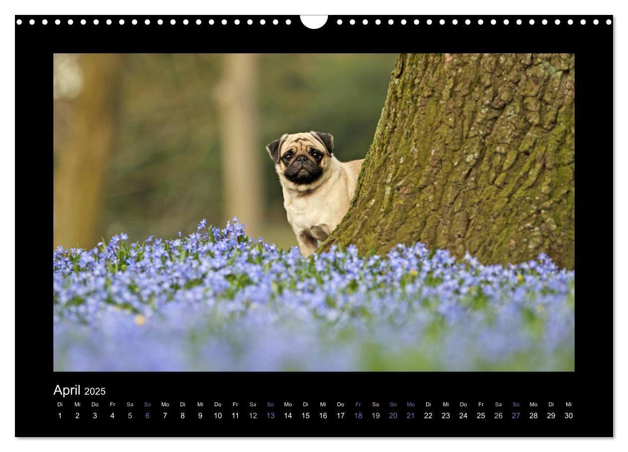 Bild: 9783435645336 | Der Feldfurchen-Mops (Wandkalender 2025 DIN A3 quer), CALVENDO...