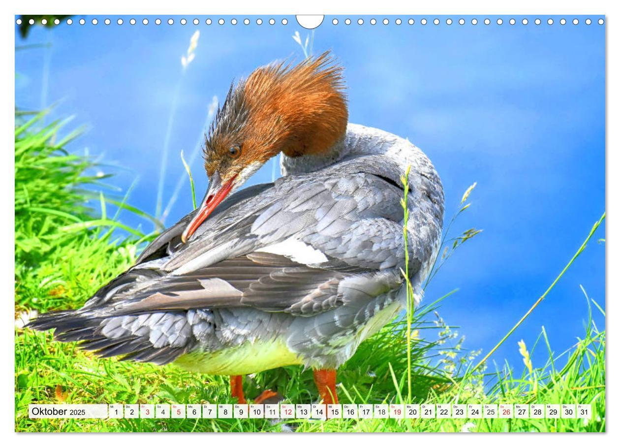 Bild: 9783435178704 | Enten. Bezaubernde und beliebte Schwimmer (Wandkalender 2025 DIN A3...