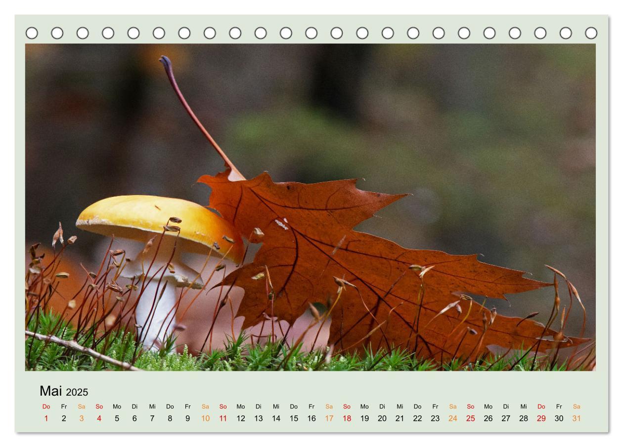 Bild: 9783383921834 | Im Fliegenpilz Rausch (Tischkalender 2025 DIN A5 quer), CALVENDO...