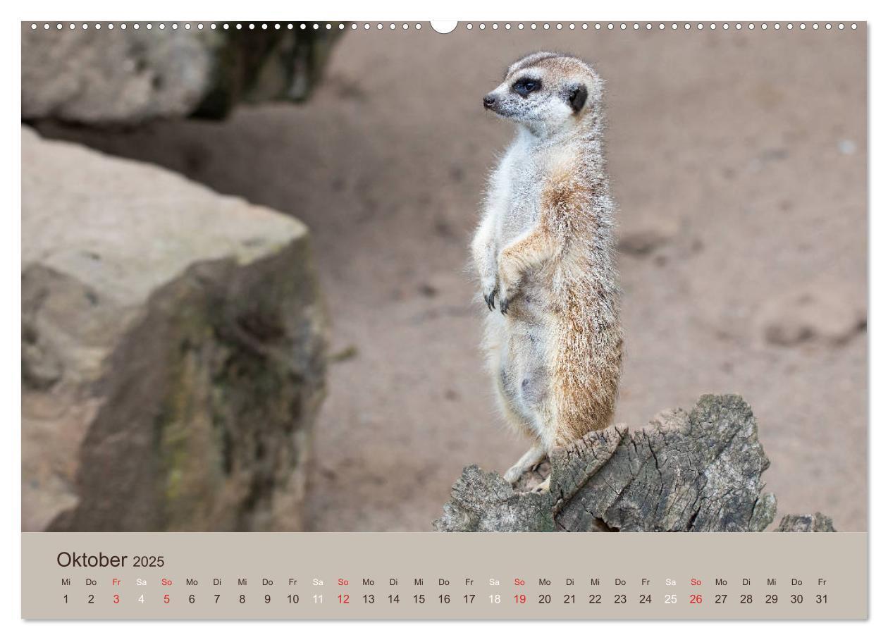 Bild: 9783435210640 | Quirlige Erdmännchen (Wandkalender 2025 DIN A2 quer), CALVENDO...