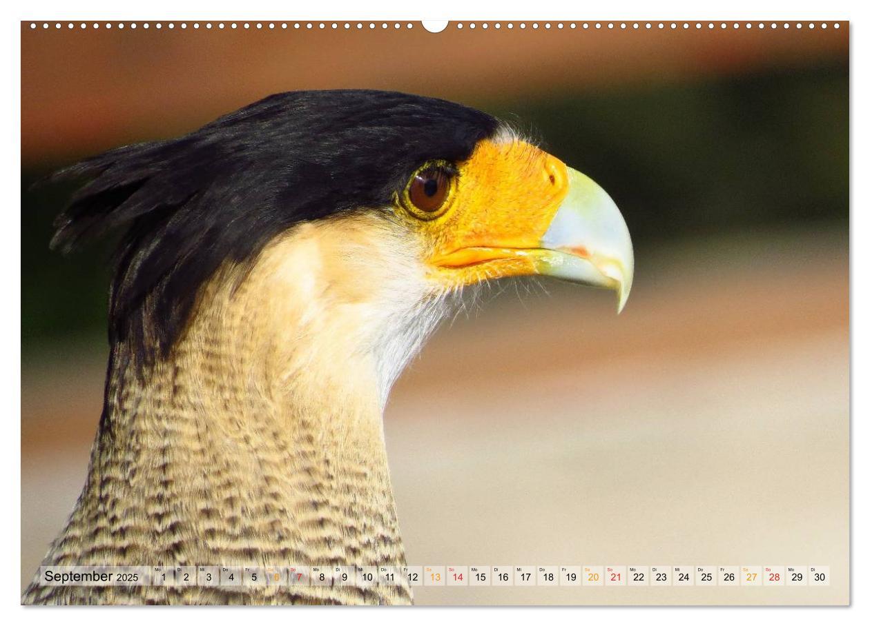 Bild: 9783435550135 | Majestätische Greifvögel (hochwertiger Premium Wandkalender 2025...