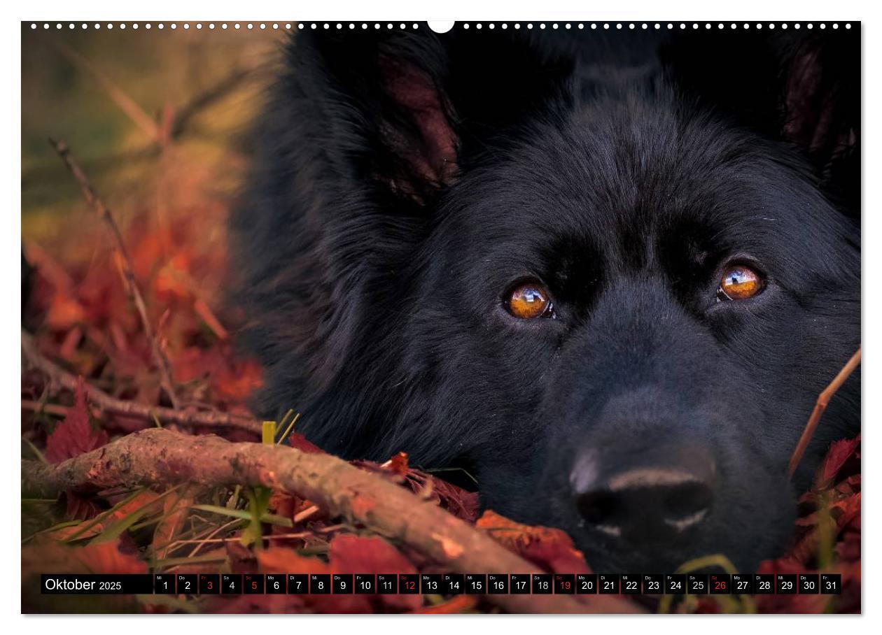 Bild: 9783435572342 | Schwarz ist schön! Der lackschwarze altdeutsche Schäferhund...