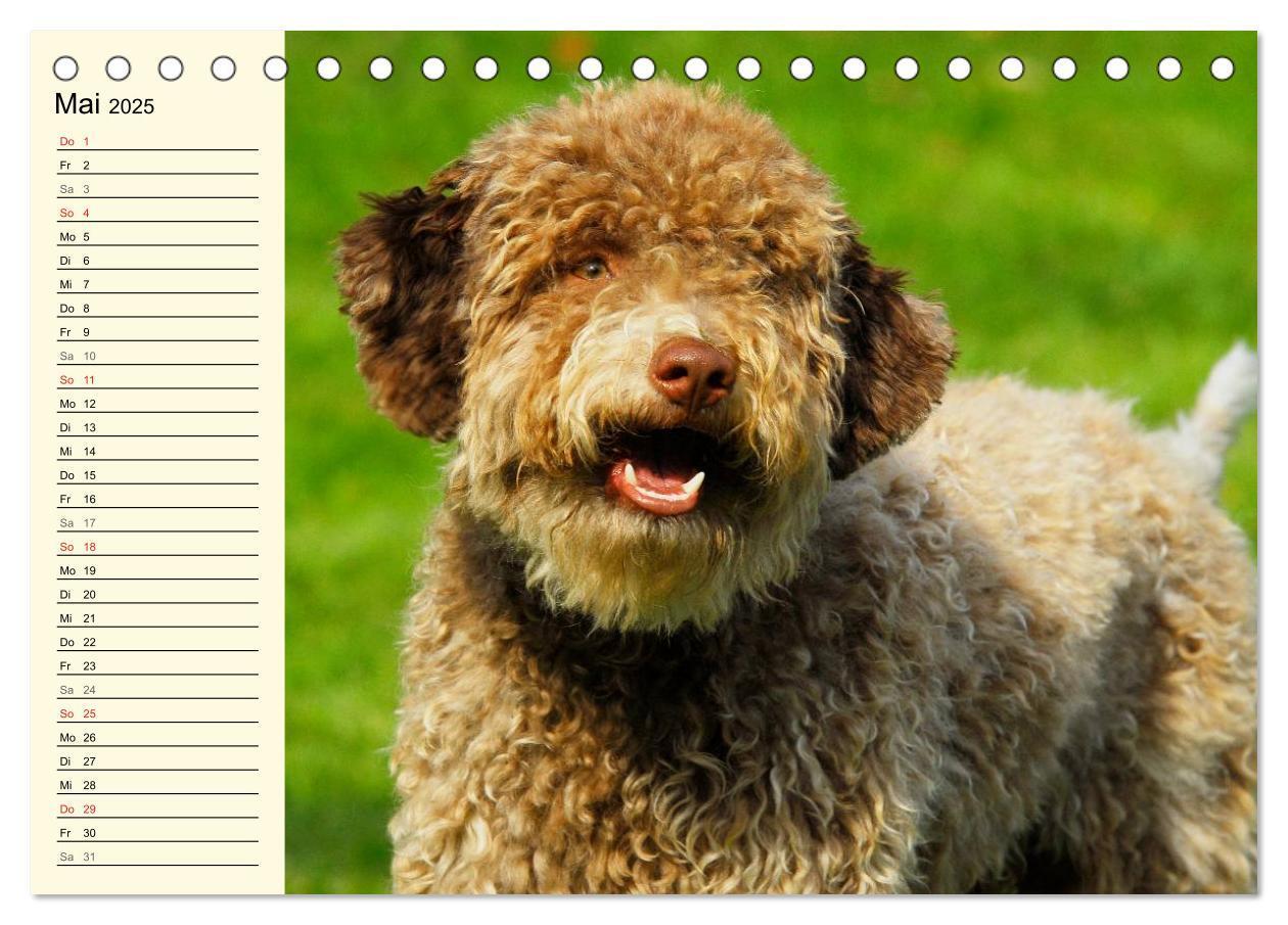 Bild: 9783435543854 | Lagotto Romagnolo - Italienischer Trüffelhund (Tischkalender 2025...