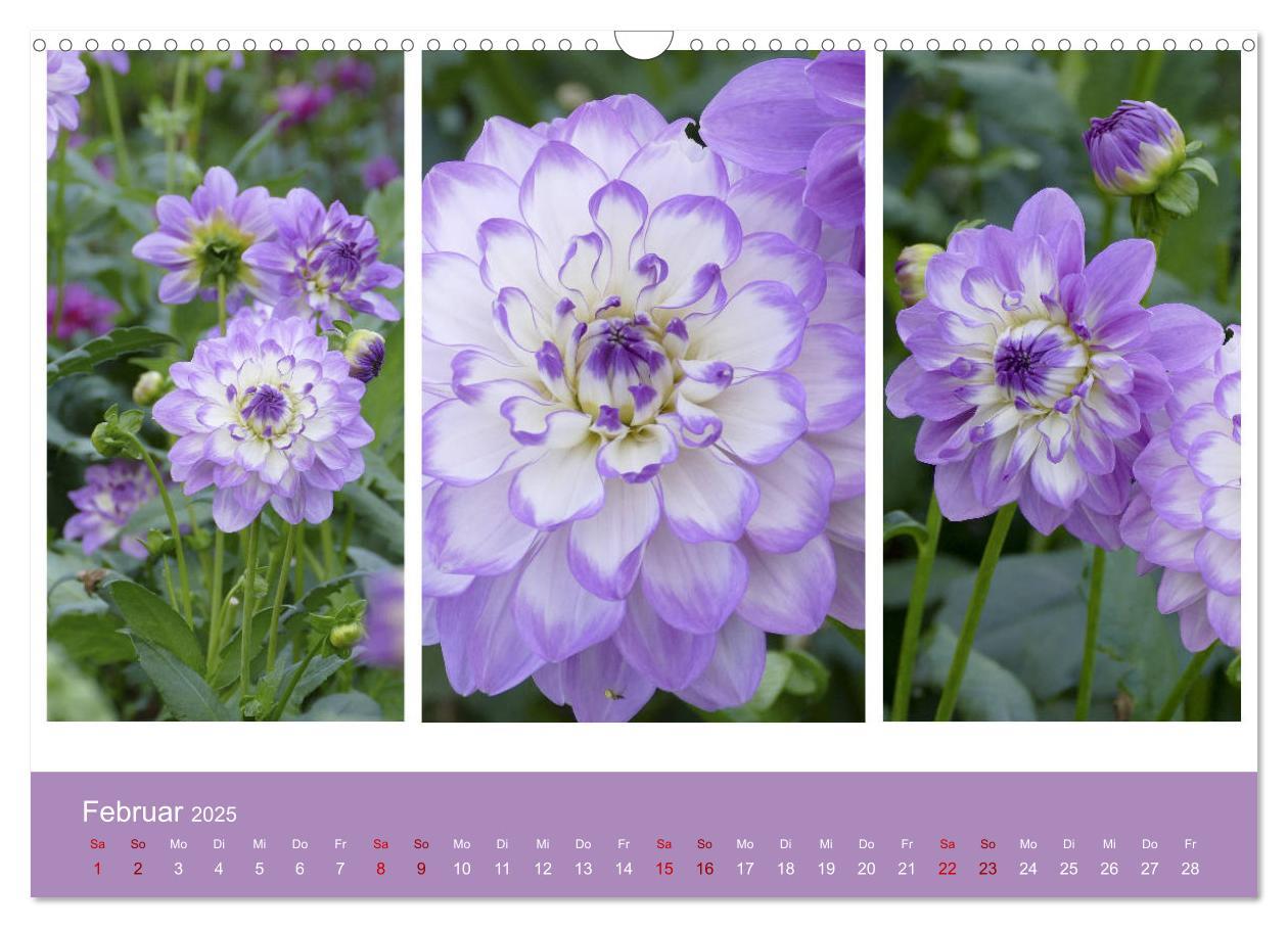 Bild: 9783435376247 | Dahlien-Triplets (Wandkalender 2025 DIN A3 quer), CALVENDO...