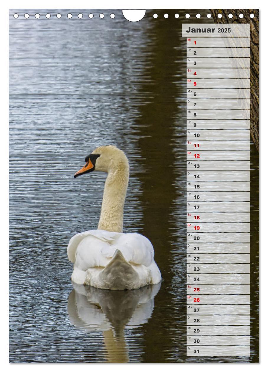 Bild: 9783435864980 | Stolze Schwäne (Wandkalender 2025 DIN A4 hoch), CALVENDO...