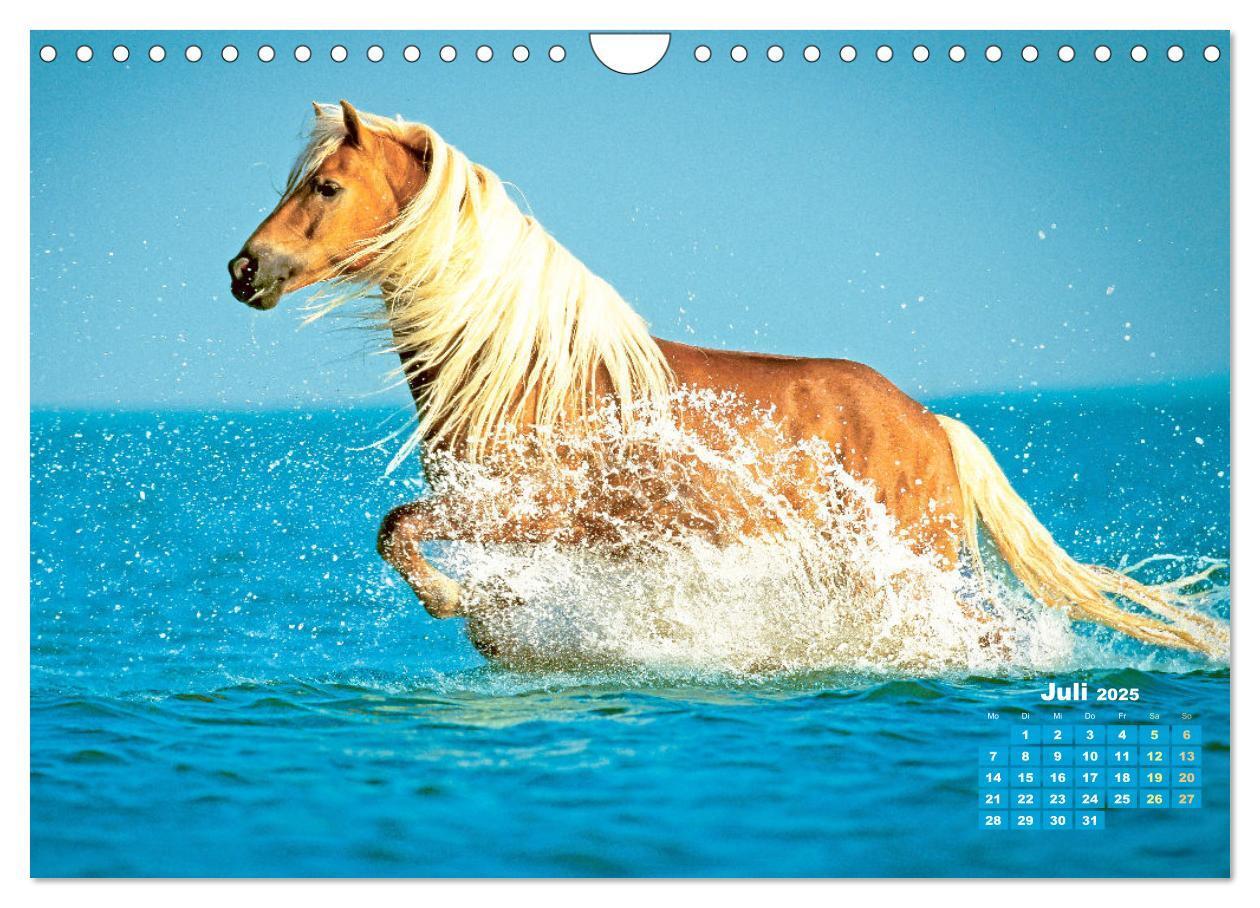 Bild: 9783457184974 | Haflinger: Die blonden Pferde von der Alm (Wandkalender 2025 DIN A4...