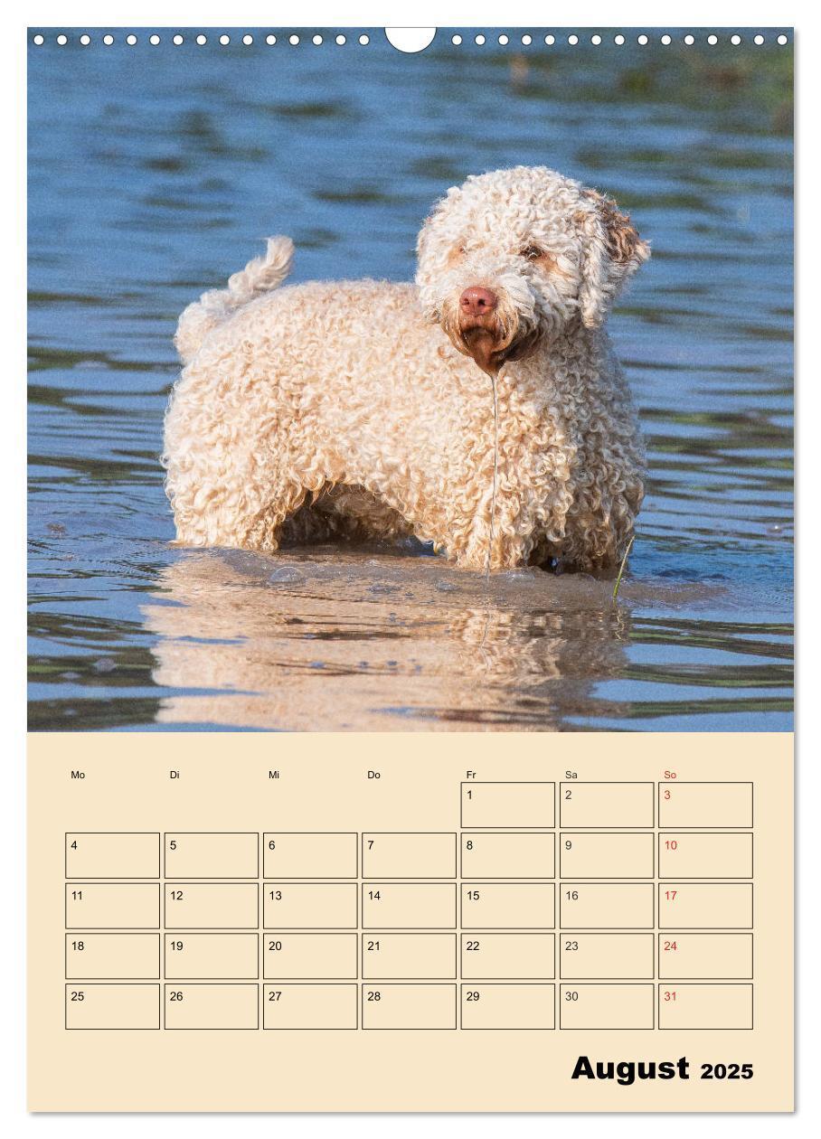 Bild: 9783435959013 | Jahresplaner Lagotto Romagnolo (Wandkalender 2025 DIN A3 hoch),...