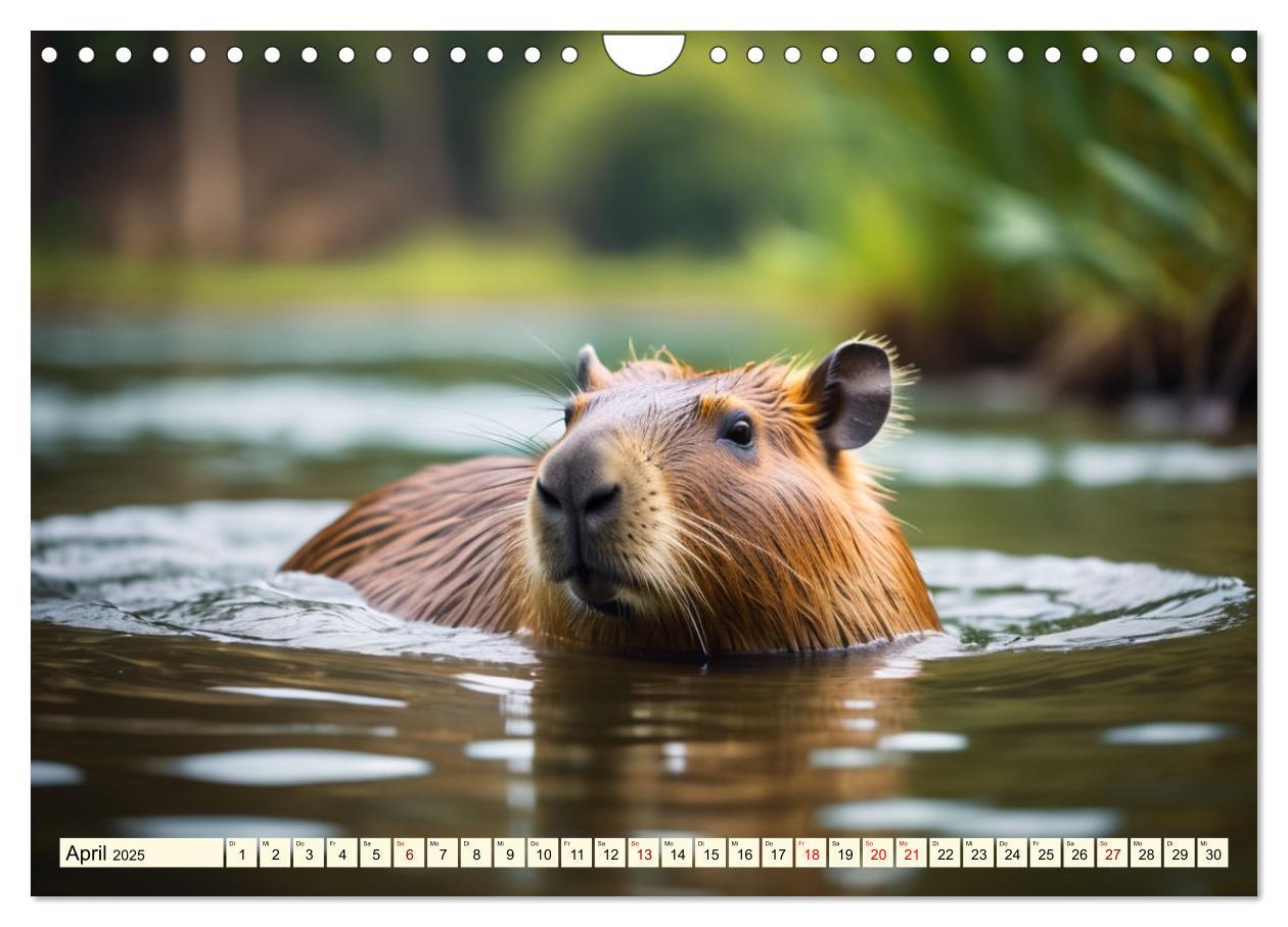 Bild: 9783457143759 | Capybaras - Wasserschweine die Herren der Gräser (Wandkalender 2025...