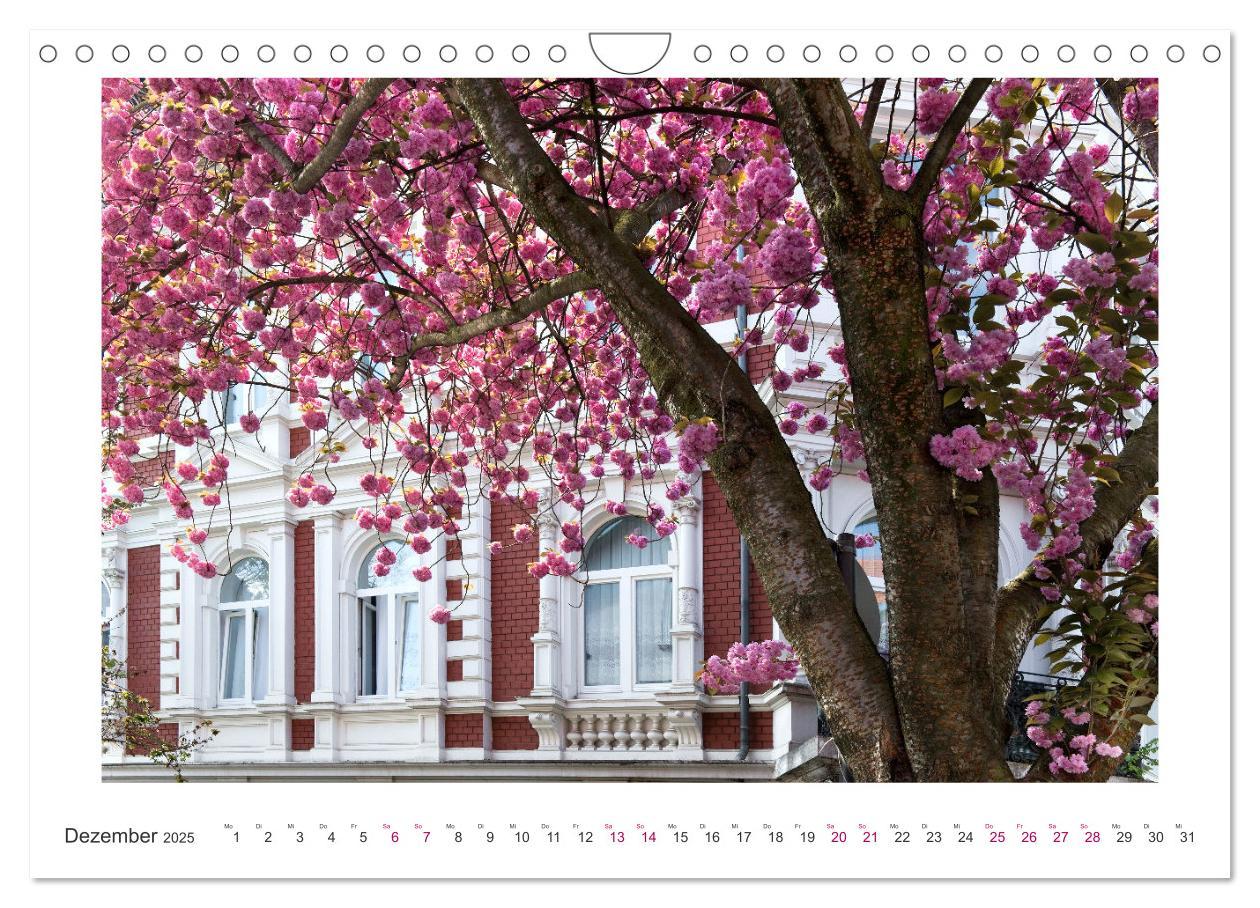 Bild: 9783457128084 | Japanische Kirschblüte in Bonn (Wandkalender 2025 DIN A4 quer),...