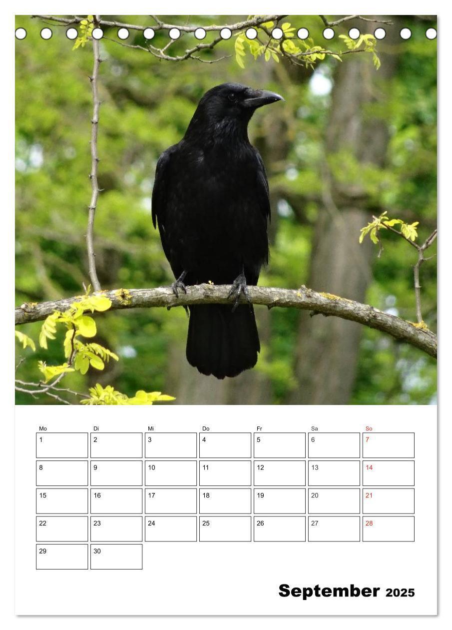 Bild: 9783457020074 | Rabenvögel Terminplaner (Tischkalender 2025 DIN A5 hoch), CALVENDO...