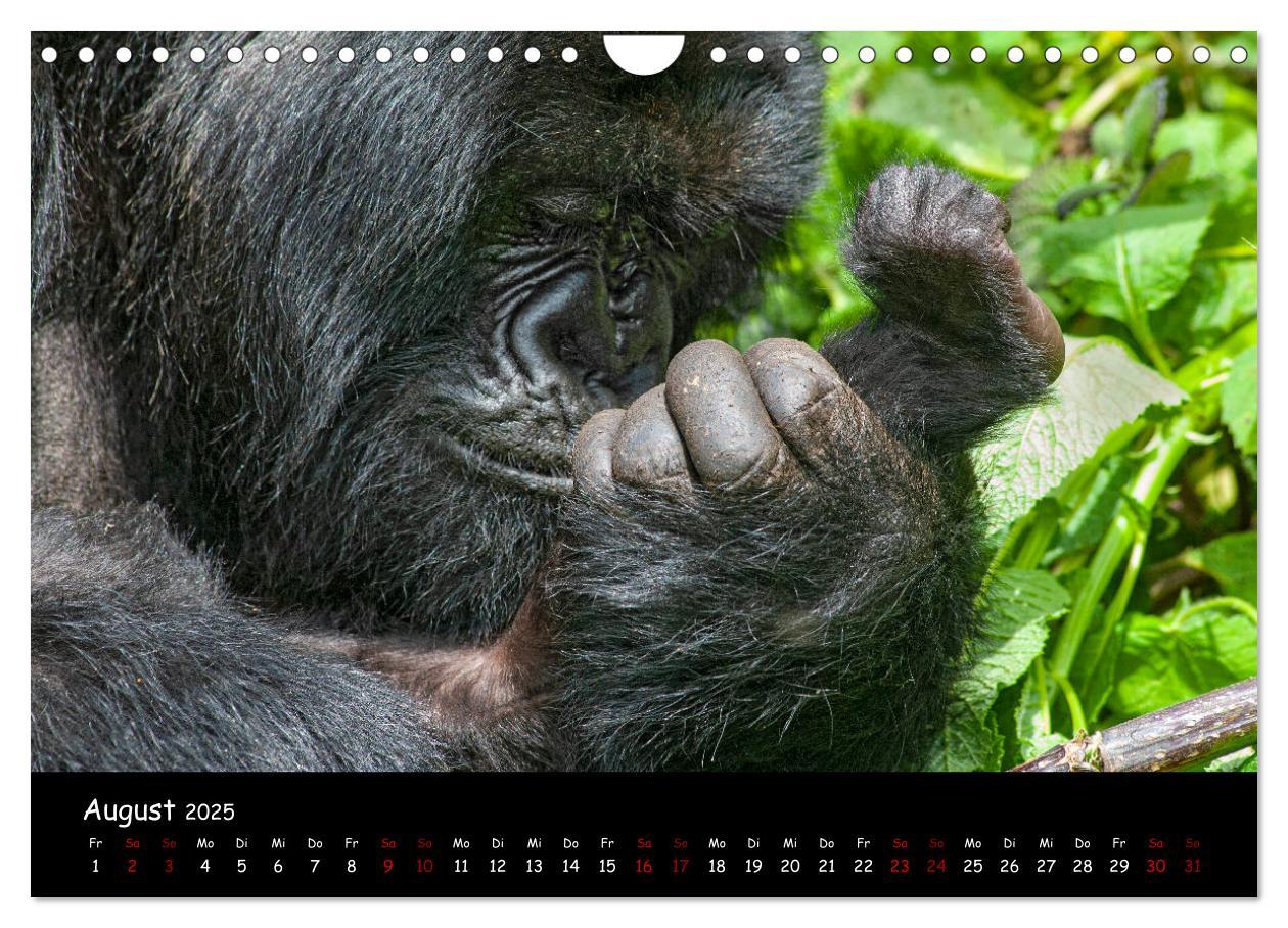 Bild: 9783435119516 | Berggorillas: die bedrohten Riesen (Wandkalender 2025 DIN A4 quer),...