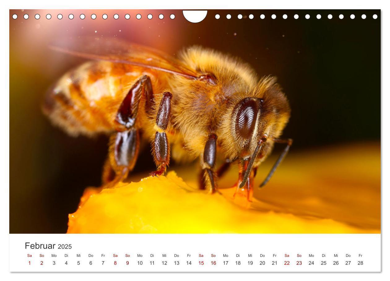 Bild: 9783383927485 | Die Welt der fleißigen Bienen (Wandkalender 2025 DIN A4 quer),...