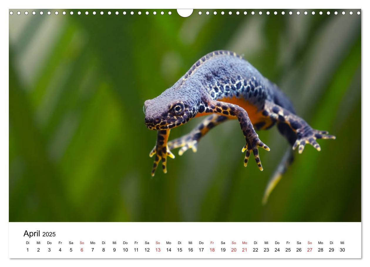 Bild: 9783435311996 | Unsere heimische Tierwelt (Wandkalender 2025 DIN A3 quer), CALVENDO...