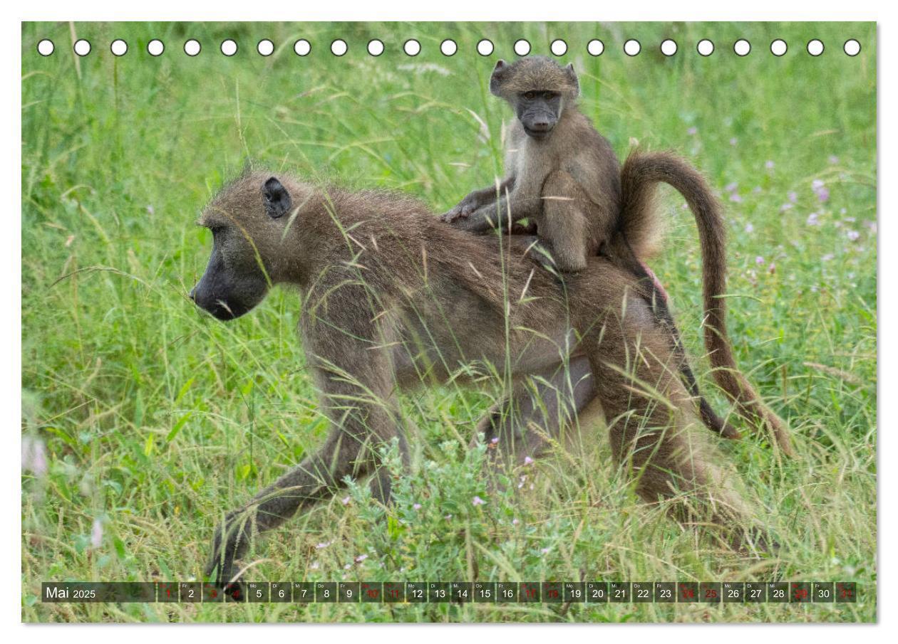 Bild: 9783435118427 | Afrikas Tierwelt, Safari im südlichen Afrika (Tischkalender 2025...