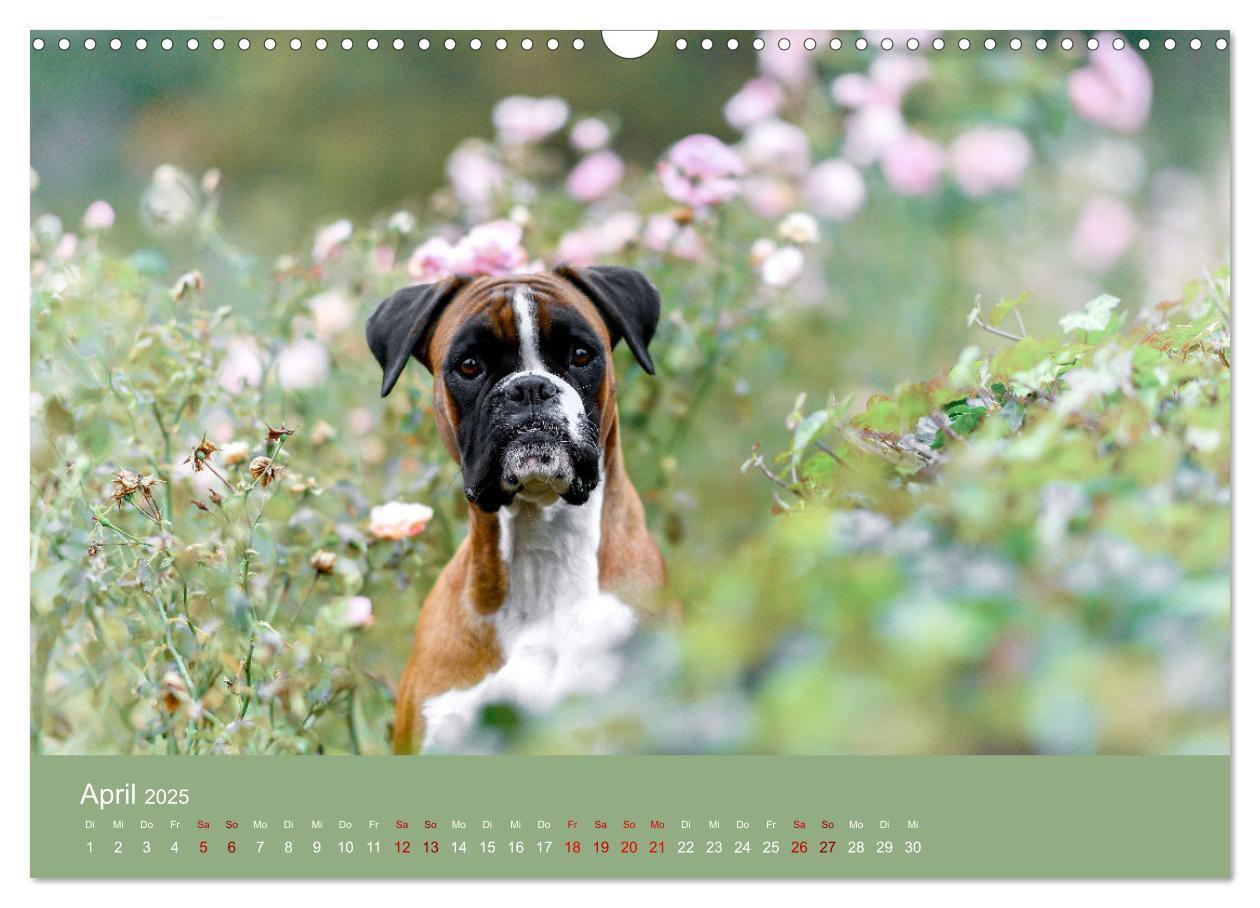 Bild: 9783383856235 | Fantastische Boxer - Sieger der Herzen (Wandkalender 2025 DIN A3...