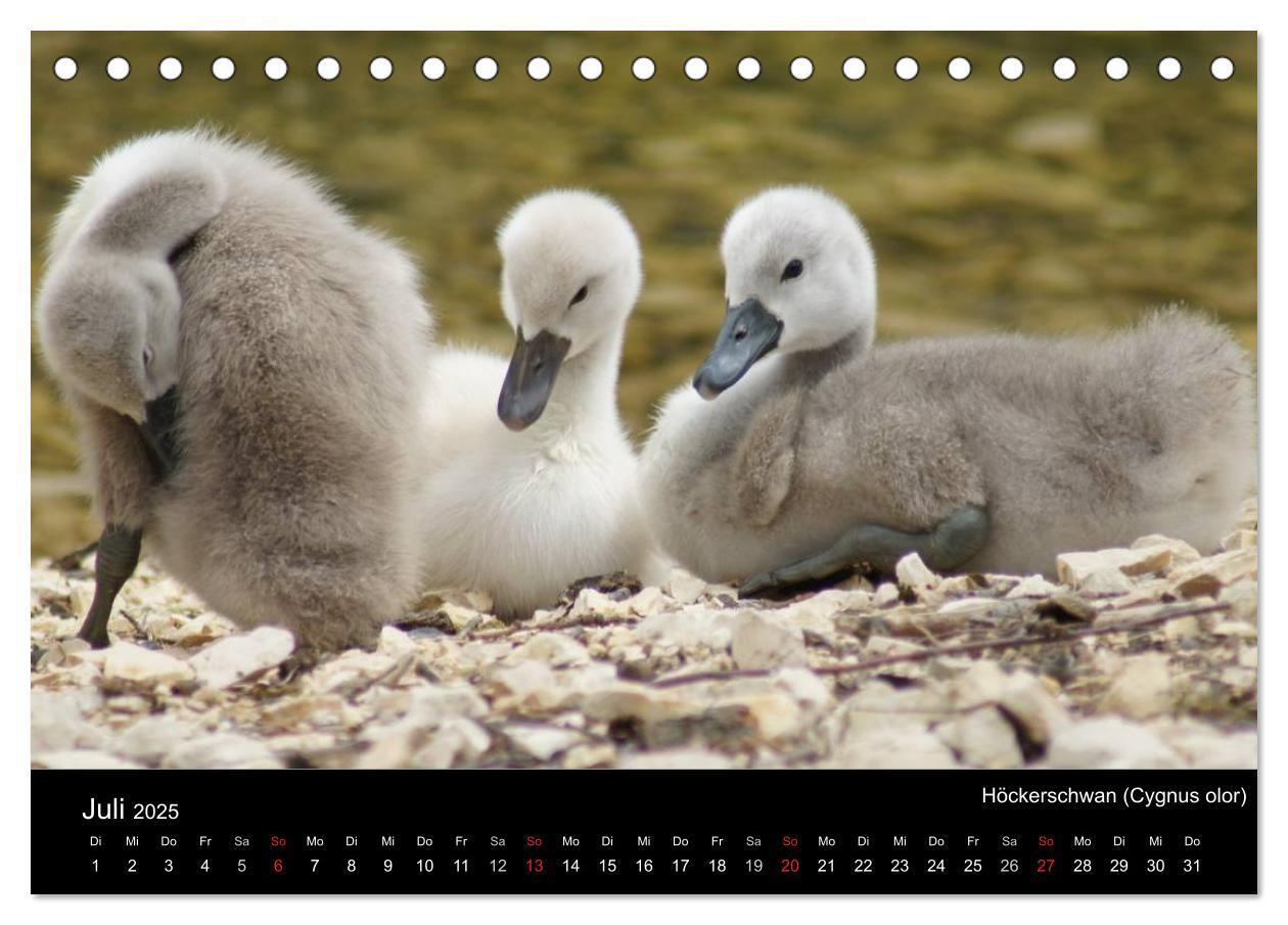 Bild: 9783435827824 | Die Kinderstube der Wasservögel (Tischkalender 2025 DIN A5 quer),...