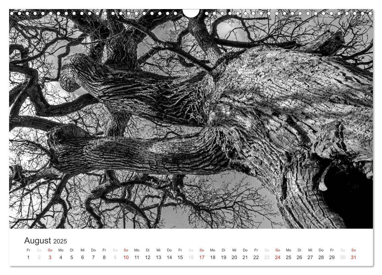 Bild: 9783435660469 | Bäume - Naturschönheiten in schwarz-weiß (Wandkalender 2025 DIN A3...