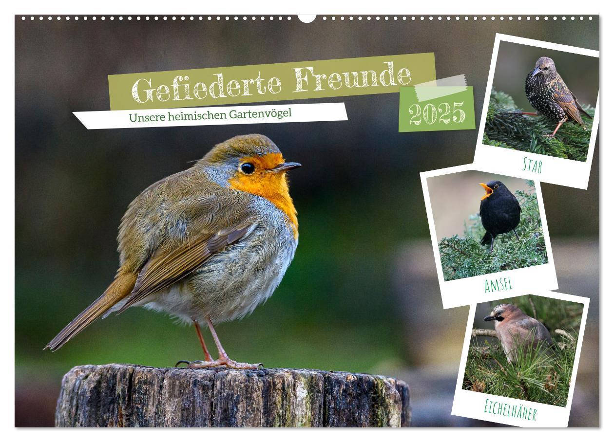 Cover: 9783435471690 | Gefiederte Freunde - Unsere heimischen Gartenvögel (Wandkalender...