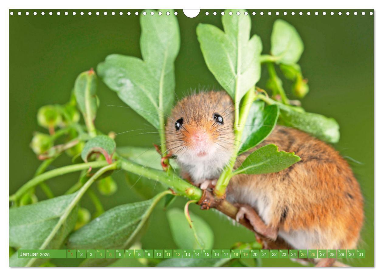 Bild: 9783457197943 | Zauberhafte Mäuse: Von wegen nur Grau (Wandkalender 2025 DIN A3...