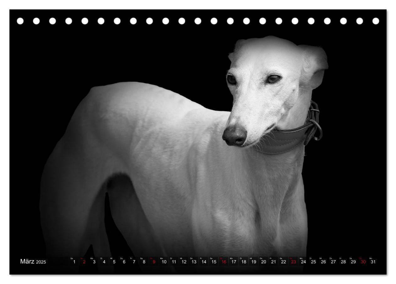 Bild: 9783383824036 | Galgo Español - der spanische Windhund 2025 (Tischkalender 2025 DIN...