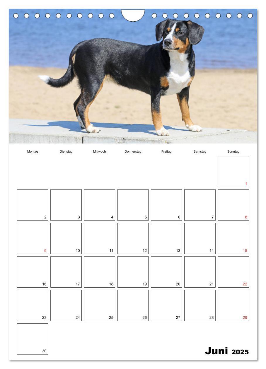 Bild: 9783457026694 | Entlebucher Sennenhunde begleiten Sie durch das Jahr (Wandkalender...