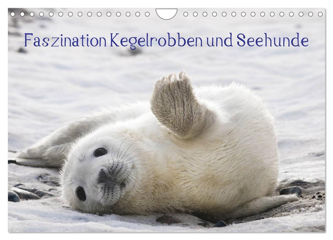 Cover: 9783435614097 | Faszination Kegelrobben und Seehunde 2025 (Wandkalender 2025 DIN A4...