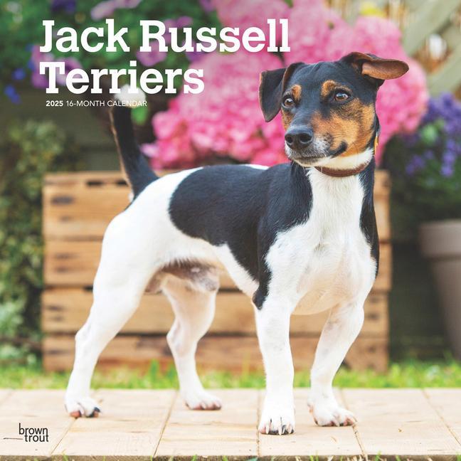 Cover: 9781975477233 | Jack Russell Terriers 2025 12 X 24 Inch Monthly Square Wall...