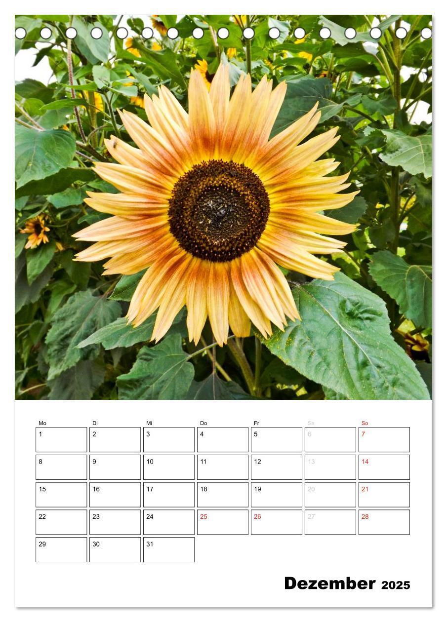 Bild: 9783435996476 | Strahlende Sonnenblumen (Tischkalender 2025 DIN A5 hoch), CALVENDO...