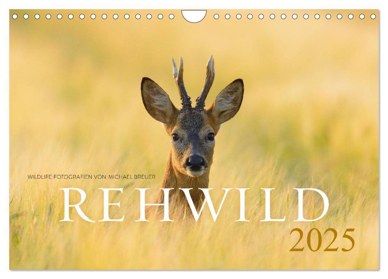 Cover: 9783435111107 | Rehwild 2025 (Wandkalender 2025 DIN A4 quer), CALVENDO Monatskalender