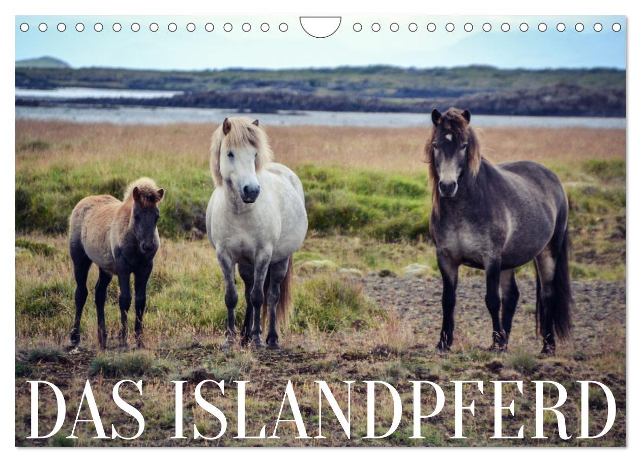 Cover: 9783435072293 | Das Islandpferd (Wandkalender 2025 DIN A4 quer), CALVENDO...